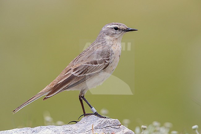 Water Pipit (Anthus spinoletta), side view of an adult standing on a rock, Abruzzo, Italy stock-image by Agami/Saverio Gatto,