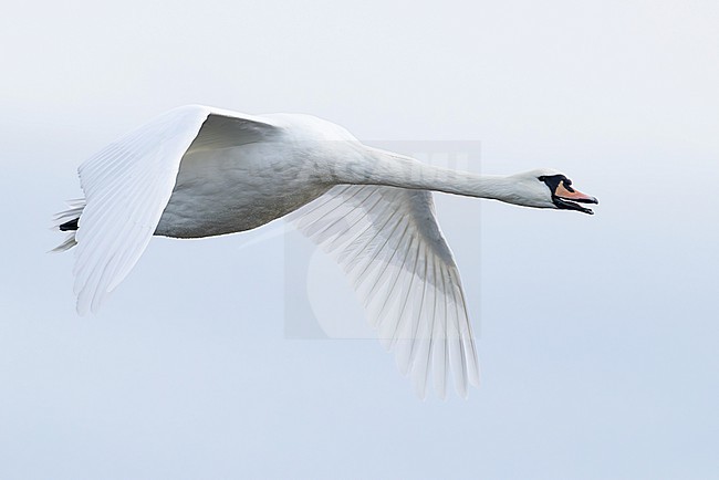 adult Mute Swan (Cygnus olor) in flight, found at Fehmarn at the Baltic Sea in Germany stock-image by Agami/Mathias Putze,