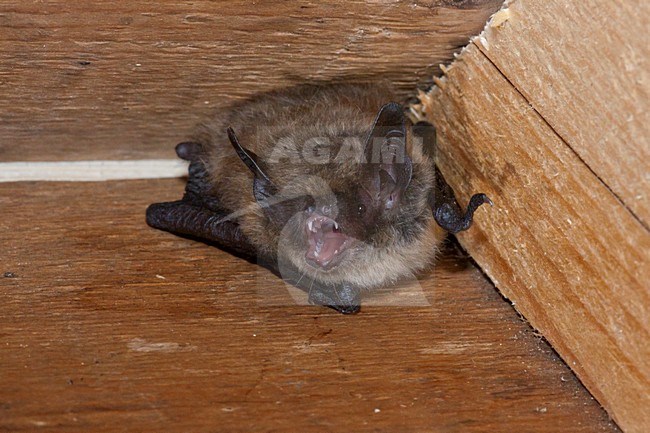 Brandts vleermuis, Brandt's bat, Myotis brandtii stock-image by Agami/Theo Douma,