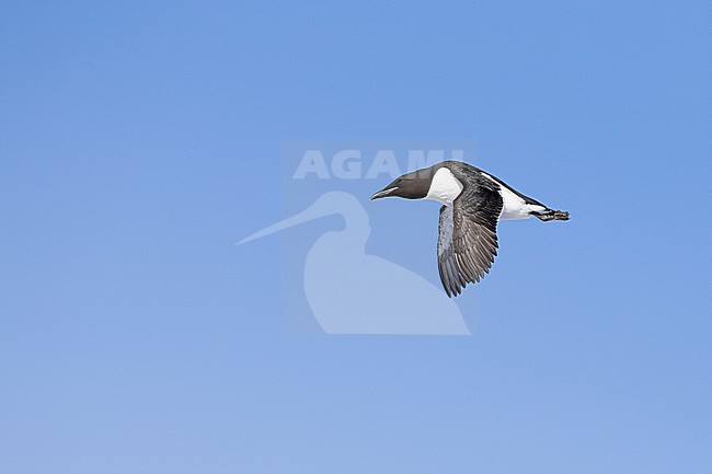  stock-image by Agami/Menno van Duijn,