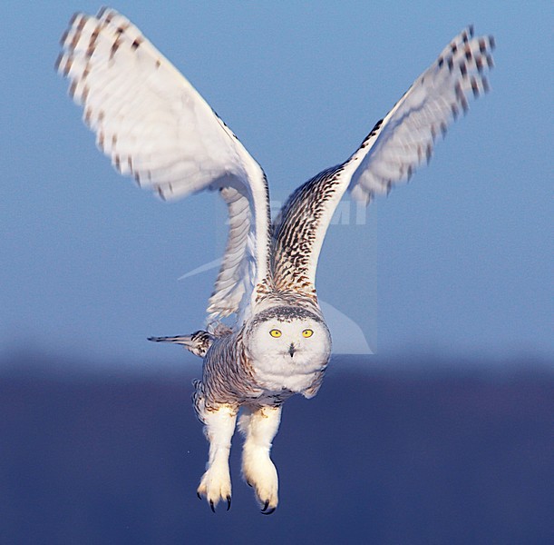 Jagende Sneeuwuil, Snowy Owl hunting stock-image by Agami/Jari Peltomäki,