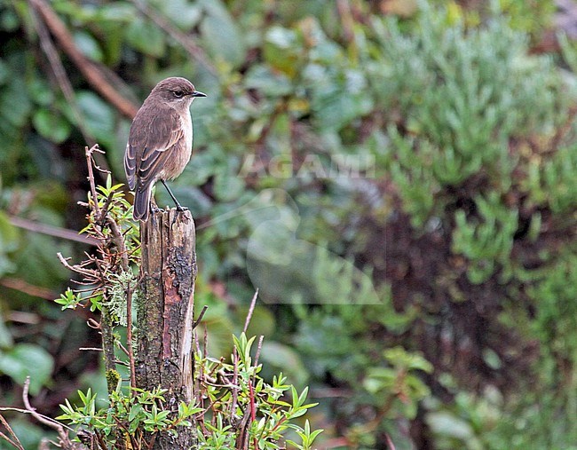 Perched Moorland chat (Pinarochroa sordida) in Ethiopia. Also known as the alpine chat or hill chat. stock-image by Agami/Pete Morris,