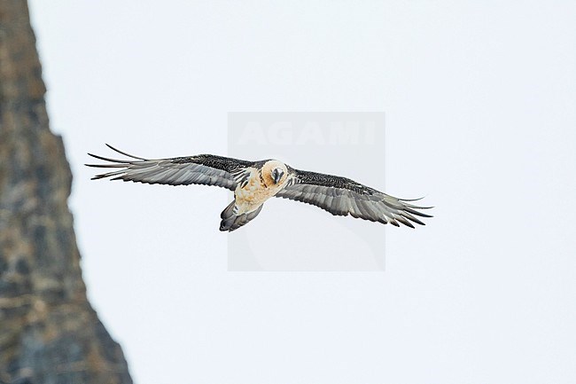 Lammergeier (Gypaetus barbatus barbatus) in Switzerland. Also known as Bearded Vulture. Soaring in the sky in the high Alps. stock-image by Agami/Ralph Martin,