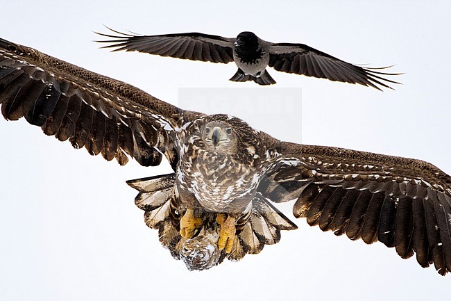 Zeearend aangevallen door Bonte Kraai, White-tailed Eagle attacked by Hooded Crow stock-image by Agami/Bence Mate,