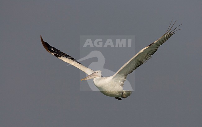 Vliegende Kroeskoppelikaan; Flying Dalmatian Pelican stock-image by Agami/Arie Ouwerkerk,