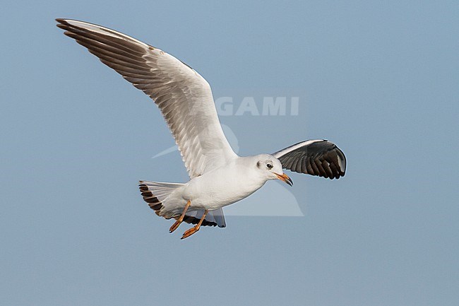Kokmeeuw, Black-headed Gull, Chroicocephalus ridibundus, Germany, 1st W stock-image by Agami/Ralph Martin,