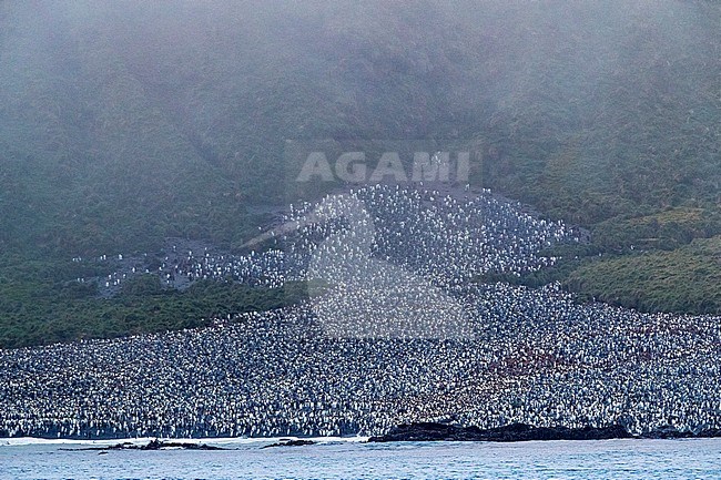 Huge King Penguin (Aptenodytes patagonicus halli) colony at the coast of Macquarie Island, subantarctic Australia. Seen from deck of expedition cruise ship. stock-image by Agami/Marc Guyt,