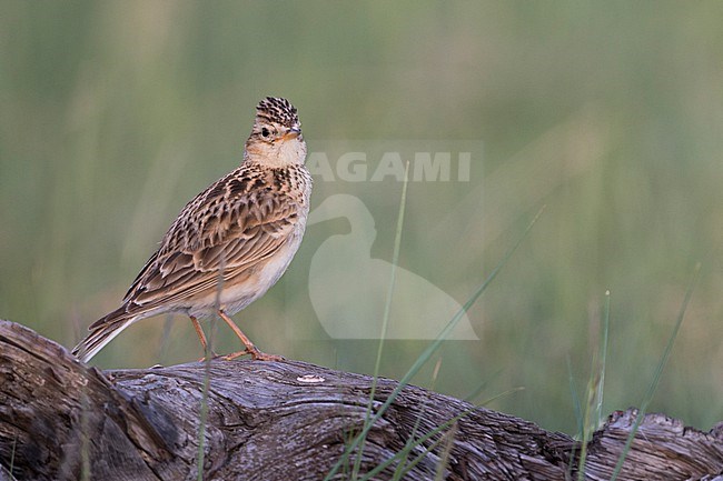 Adult Japanese Skylark (Alauda japonica kiborti) during spring season in Russia (Baikal). stock-image by Agami/Ralph Martin,