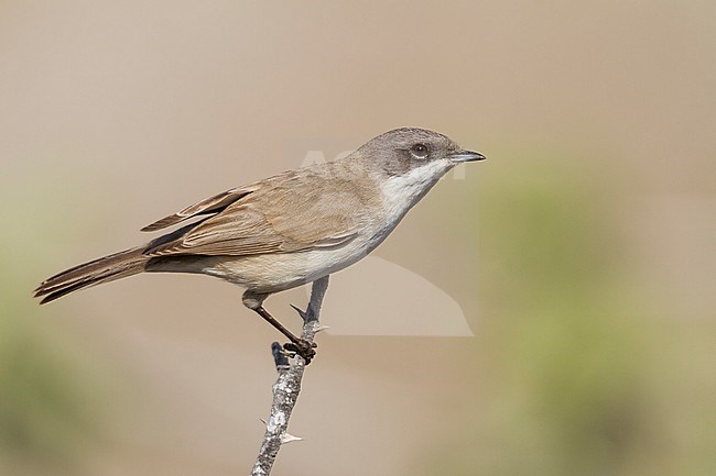Lesser Whitethroat - Klappergrasmücke - Sylvia althaea halimodendri, Oman stock-image by Agami/Ralph Martin,