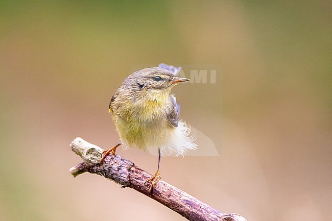 Fitis, Willow Warbler, Phylloscopus trochilus stock-image by Agami/Hans Germeraad,