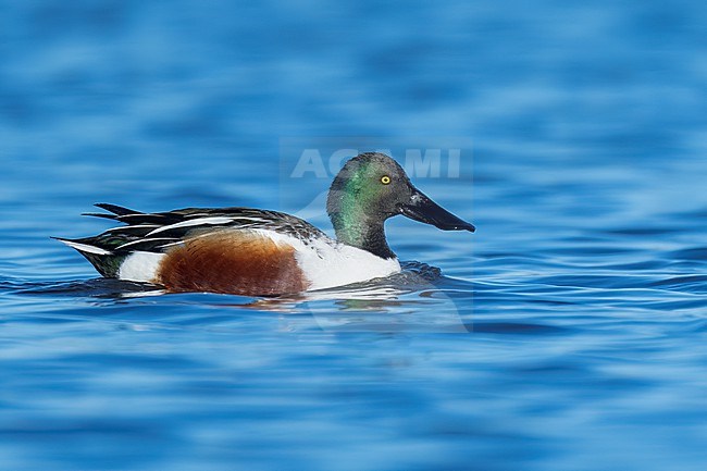 Adult male
Colusa Co., CA
January 2023 stock-image by Agami/Brian E Small,