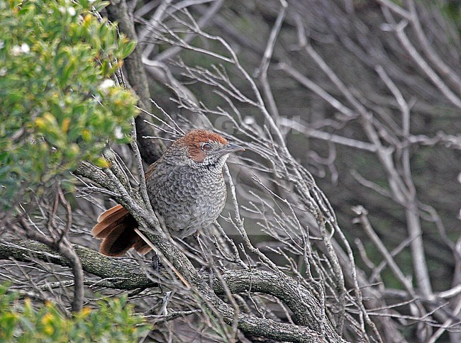 Rufous Bristlebird (Dasyornis broadbenti) an endemic of Australia and threatened by habitat destruction. stock-image by Agami/Pete Morris,