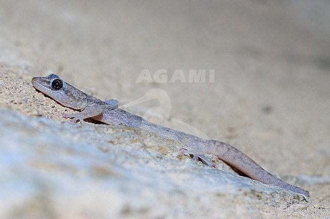 European Leaf-toed Gecko (Euleptes europaea) taken the 02/06/2022 at Port-Cros - France. stock-image by Agami/Nicolas Bastide,