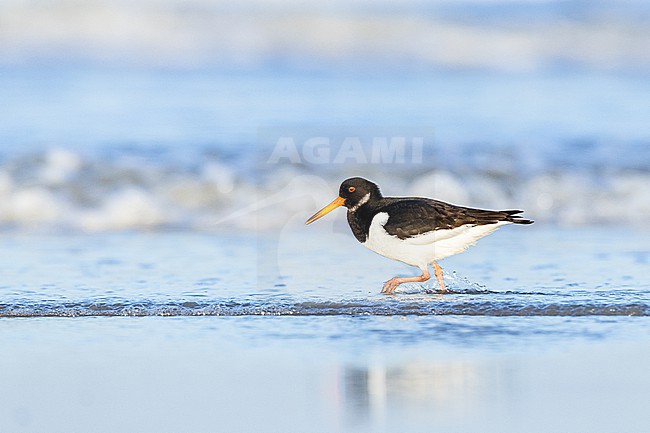  stock-image by Agami/Menno van Duijn,