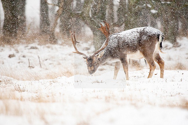 Male Fallow deer (Dama dama) standing in snow covered field in the Netherlands. stock-image by Agami/Caroline Piek,