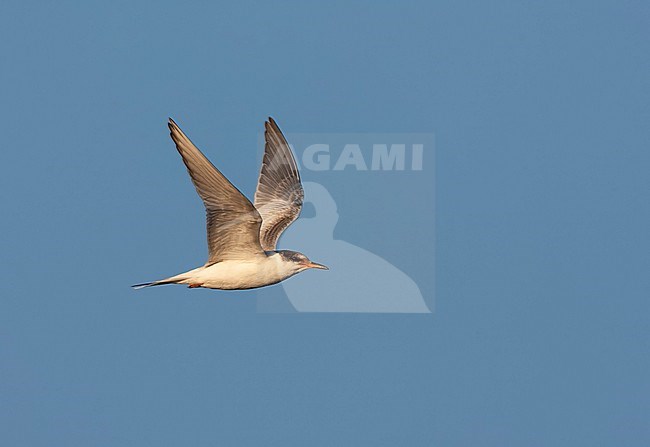 Juvenile Common Tern (Sterna hirundo hirundo) in the Netherlands. stock-image by Agami/Marc Guyt,