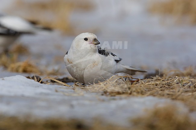 Sneeuwgors op een zojuist ontdooit weiland; On a snowfree meadow stock-image by Agami/Arie Ouwerkerk,