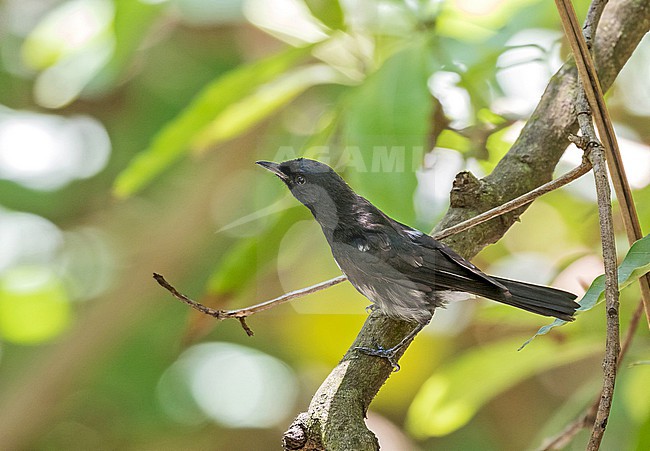Critically Endangered Iphis monarch (Pomarea iphis) in French Polynesia. Also known as Ua Huka flycatcher. Endemic to the Marquesas Islands in French Polynesia and is restricted to the island of Ua Huka. stock-image by Agami/Pete Morris,