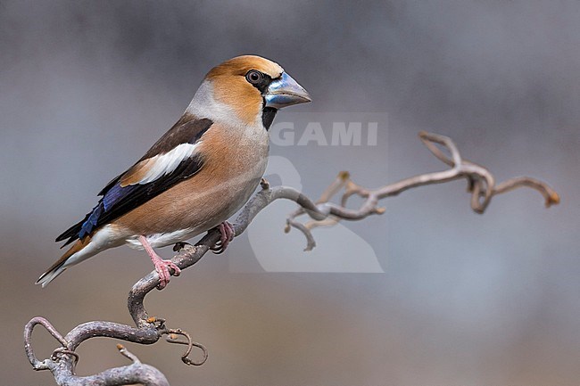 Hawfinch; Coccothraustes coccothraustes stock-image by Agami/Daniele Occhiato,