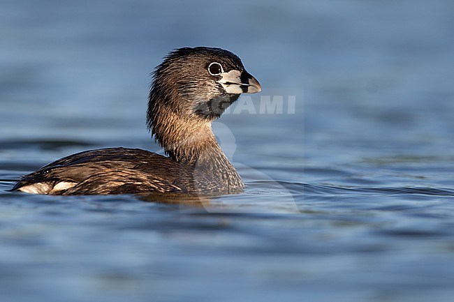 Adult Pied-billed Grebe (Podilymbus podiceps) swimming in a lake in North-America. stock-image by Agami/Dubi Shapiro,
