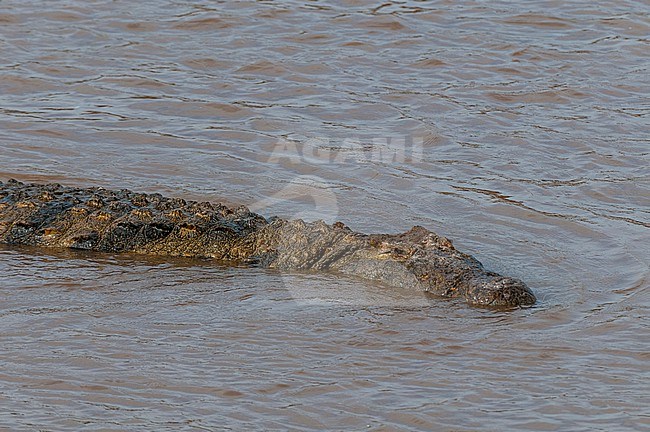 A Nile crocodile, Crocodilus niloticus, in the Mara River. Mara River, Masai Mara National Reserve, Kenya. stock-image by Agami/Sergio Pitamitz,