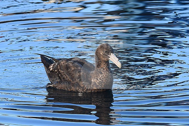 Swimming Southern Giant Petrel, Macronectes giganteus, in Patagonia, Argentina. stock-image by Agami/Laurens Steijn,