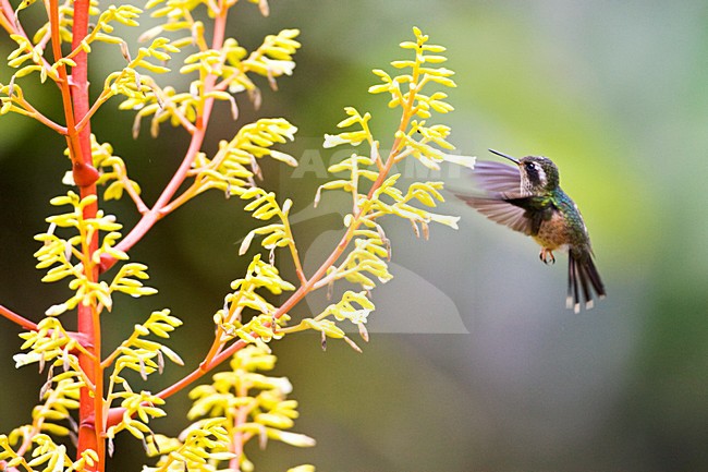 Zwartoorkolibrie in vlucht; Speckled Hummingbird in flight stock-image by Agami/Marc Guyt,