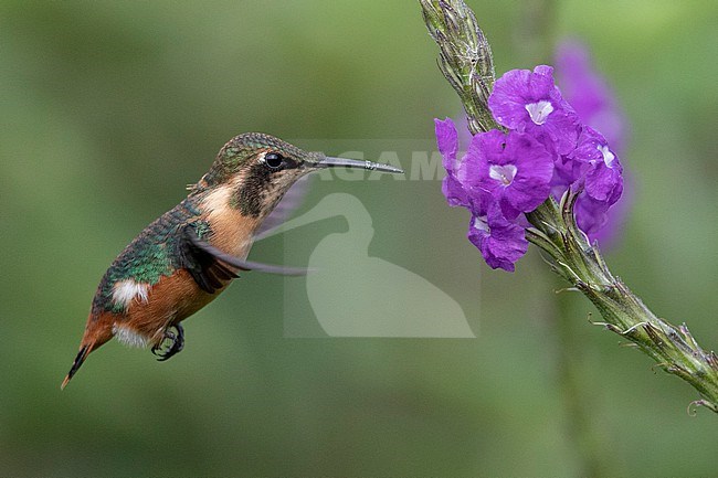 A female Gorgeted Woodstar (Chaetocercus heliodor heliodor) in flight at Palestina, Huila, Colombia. stock-image by Agami/Tom Friedel,