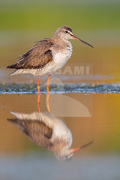 Spotted Redshank (Tringa erythropus), adult in winter plumage standing in the water, Campania, Italy stock-image by Agami/Saverio Gatto,