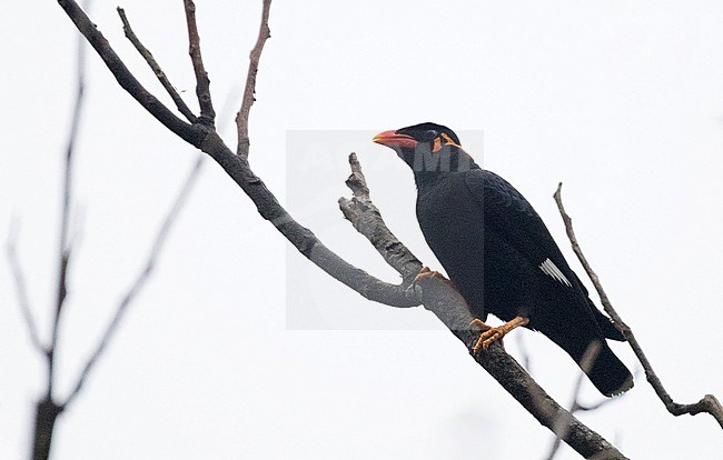 Common Hill Myna, Gracula religiosa, in Thailand. stock-image by Agami/Ian Davies,