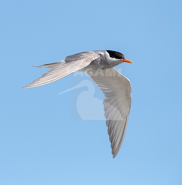 Adult Black-fronted Tern (Chlidonias albostriatus), also known as Tarapiroe, flying in Glentanner Park, South Island, New Zealand stock-image by Agami/Marc Guyt,