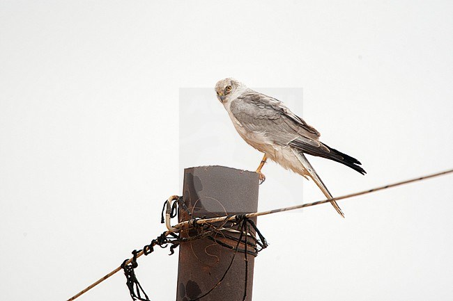 Male Pallid Harrier (Circus macrourus) during spring migration in Israel. Perched on a wooden pole. stock-image by Agami/Marc Guyt,
