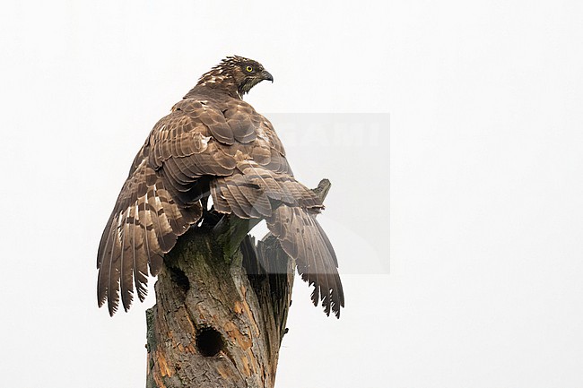 Wespendief met nat verenpak stock-image by Agami/Han Bouwmeester,