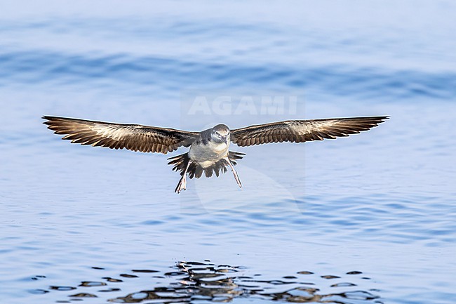 Persian shearwater (Puffinus persicus) in flight during pelagic off Mirbat, Oman stock-image by Agami/Roy de Haas,