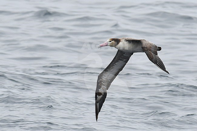 Short-tailed Albatross (Phoebastria albatrus) in flight over the pacific ocean near the Ring of Fire islands, eastern Russia. stock-image by Agami/Laurens Steijn,
