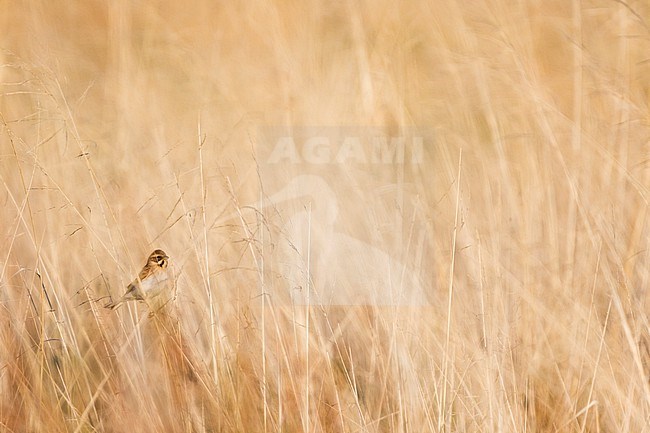 Reed Bunting - Rohrammer - Emberiza schoeniclus ssp. pallidior, Russia (Baikal), adult female stock-image by Agami/Ralph Martin,