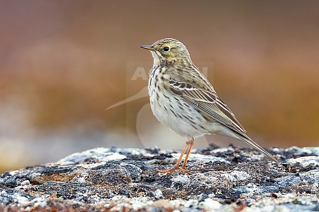Meadow Pipit (Anthus pratensis ) in Norway. stock-image by Agami/Daniele Occhiato,