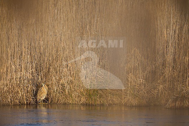 Eurasian Bittern (Botaurus stellaris stellaris) standing on ice on edge of a reed bed in Germany (Baden-Württemberg). stock-image by Agami/Ralph Martin,