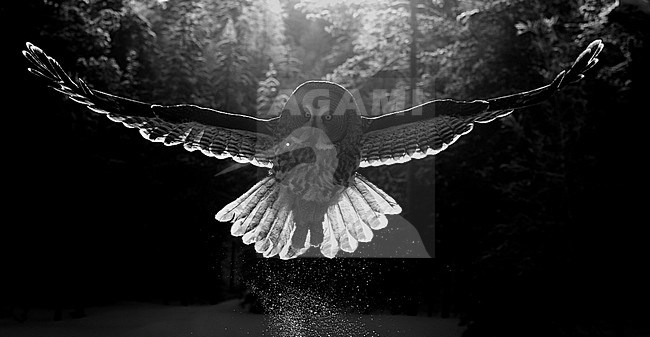 Hunting Great Grey Owl (Strix nebulosa), wintering in a cold taiga forest in northern Finland. stock-image by Agami/Markus Varesvuo,