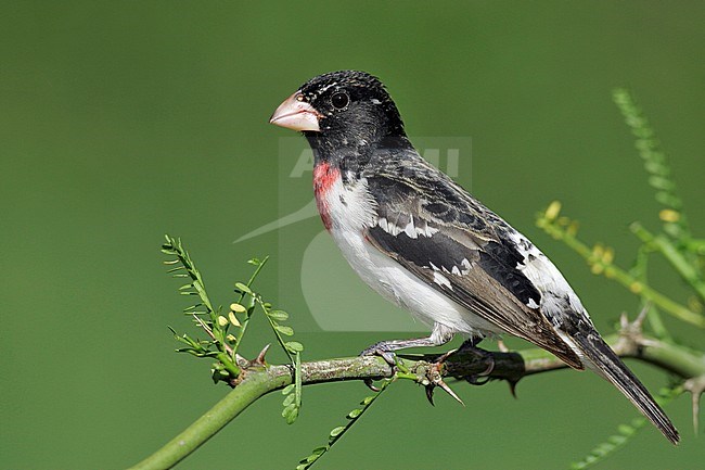 1st spring male
Galveston Co., TX
April 2005 stock-image by Agami/Brian E Small,