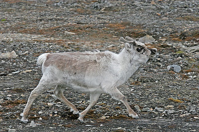 Reindeer on Spitsbergen stock-image by Agami/Pete Morris,