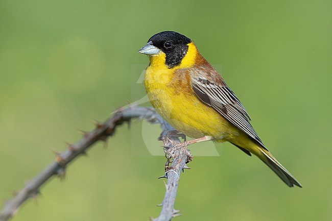 Black-headed Bunting; Emberiza melanocephala stock-image by Agami/Daniele Occhiato,