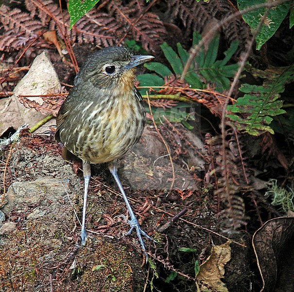 Recent beschreven Santa Marta Antpitta op de bosvloer; Recently described species Santa-Martamierpitta (Grallaria bangsi) on forest floor stock-image by Agami/Pete Morris,