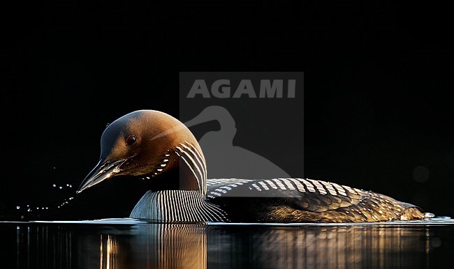 Adult Black-throated Diver (Gavia arctica) in summer plumage in lake in taiga forest near Vaala in Finland during short arctic summer. Shaking water drops from its bill. stock-image by Agami/Markus Varesvuo,