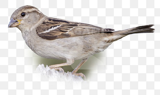 Adult female
Kimble Co., TX
April 2012 stock-image by Agami/Brian E Small,