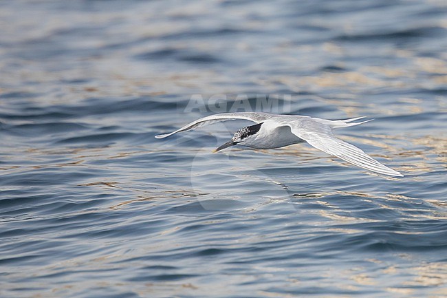 Sandwich tern (Thalasseus sandvicensis), flying, with a blue and yellow sea as background stock-image by Agami/Sylvain Reyt,