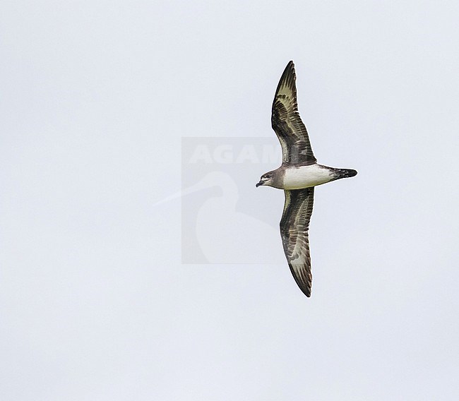 Herald petrel (Pterodroma heraldica). Photographed during a Pitcairn Henderson and The Tuamotus expedition cruise. stock-image by Agami/Pete Morris,