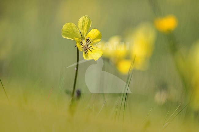 Mountain Pansy, Viola lutea subsp. calaminaria stock-image by Agami/Wil Leurs,