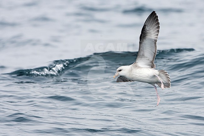 Pacifische Noordse Stormvogel, Pacific Northern Fulmar, Fulmarus glacialis rodgersii stock-image by Agami/Martijn Verdoes,