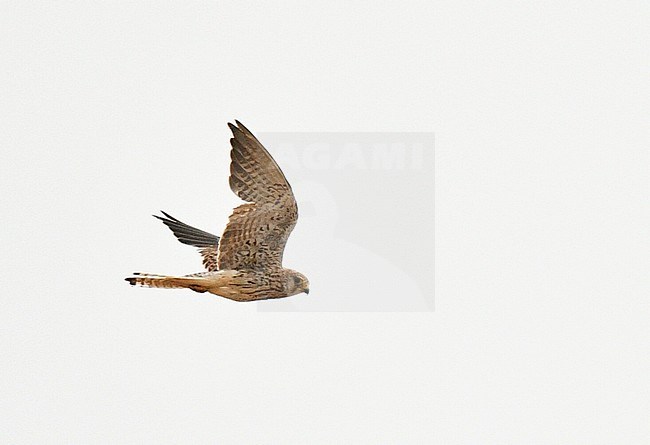 Moulting female Lesser Kestrel (Falco naumanni) in autumn plumage in Spain. stock-image by Agami/Laurens Steijn,